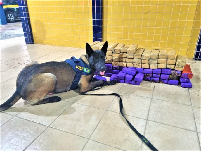 Bahia: Duas passageiras são presas pela PRF com quase 70Kg de maconha