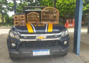 PRF resgata pássaros durante abordagem a veículo de passeio na Bahia