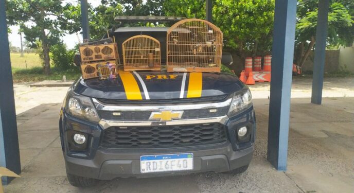 PRF resgata pássaros durante abordagem a veículo de passeio na Bahia