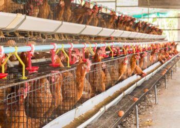 Concessionária deve indenizar por corte de luz que matou 10 mil aves em granja