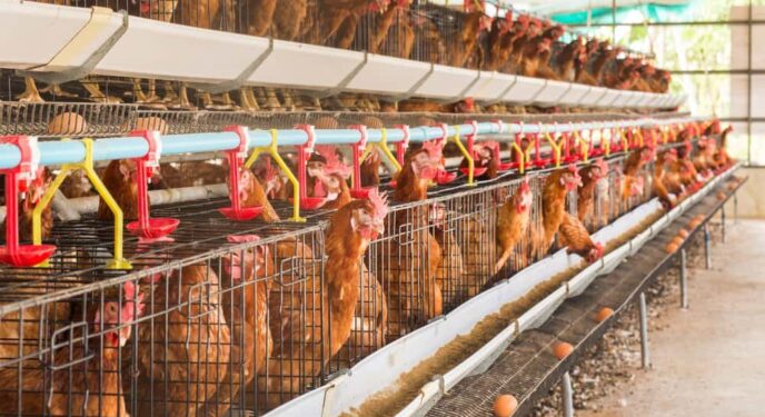 Concessionária deve indenizar por corte de luz que matou 10 mil aves em granja