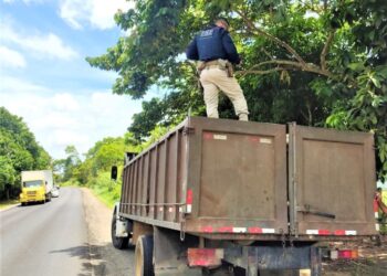 PRF apreende carga de madeira transportada ilegalmente no interior baiano