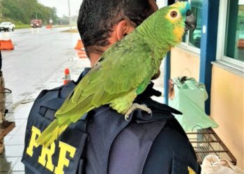 PRF apreende papagaios conduzidos de forma irregular na Bahia