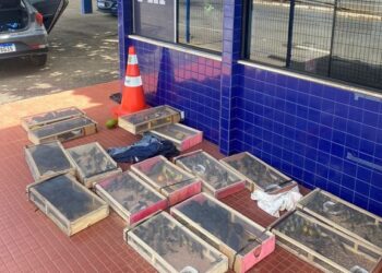 PRF encontra com irmãos pela segunda vez centenas de pássaros na Bahia