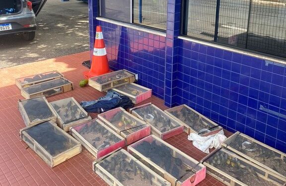 PRF encontra com irmãos pela segunda vez centenas de pássaros na Bahia