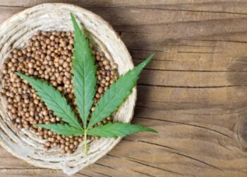 STJ autoriza cultivo medicinal de cannabis para tratamento odontológico