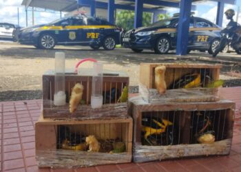 PRF resgata pássaros nativos da fauna brasileira no interior baiano