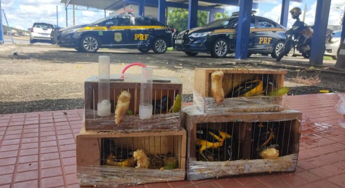 PRF resgata pássaros nativos da fauna brasileira no interior baiano