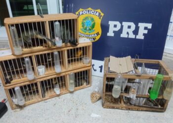 PRF resgata aves silvestres em condições precárias na Bahia