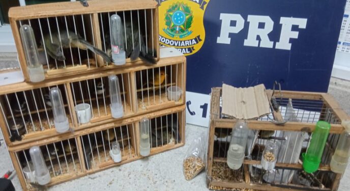 PRF resgata aves silvestres em condições precárias na Bahia