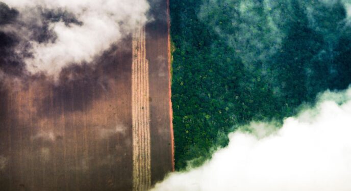 Banco Mundial alerta para dano pelo desmatamento na Amazônia