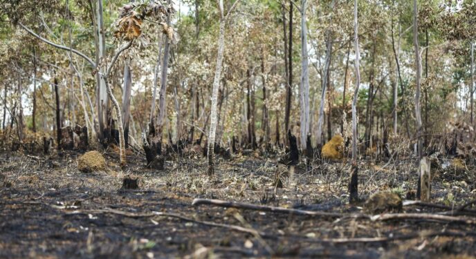 Inpe: Desmatamento bate recorde no Cerrado e tem queda na Amazônia