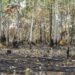 Inpe: Desmatamento bate recorde no Cerrado e tem queda na Amazônia
