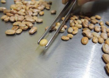 Fiscais apreendem arroz, feijão, café e azeite com irregularidades