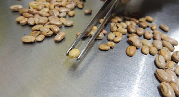 Fiscais apreendem arroz, feijão, café e azeite com irregularidades