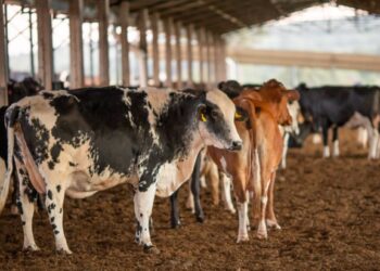 Febre aftosa: Começa 1ª etapa da campanha de vacinação