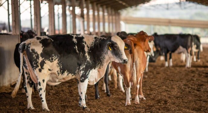 Febre aftosa: Começa 1ª etapa da campanha de vacinação