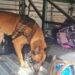 Cão da PM baiana acha drogas em mala em ônibus intermunicipal