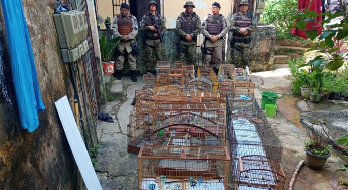 Polícia Ambiental resgata aves e jabutis silvestres na Bahia