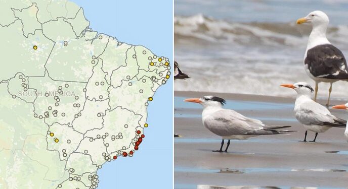 Bahia registra o primeiro caso de gripe aviária