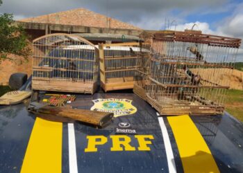 PRF e Inema apreendem pássaros e munições hoje no interior baiano