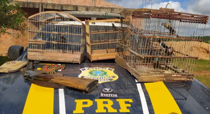 PRF e Inema apreendem pássaros e munições hoje no interior baiano