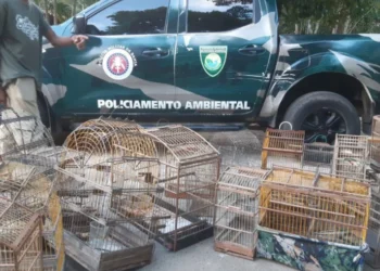 Polícia Ambiental apreende 42 pássaros silvestres na Bahia