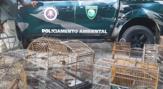 Polícia Ambiental apreende 42 pássaros silvestres na Bahia