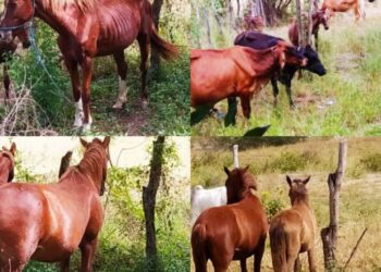 PRF e SMTT retiram animais soltos no perímetro urbano em cidade baiana