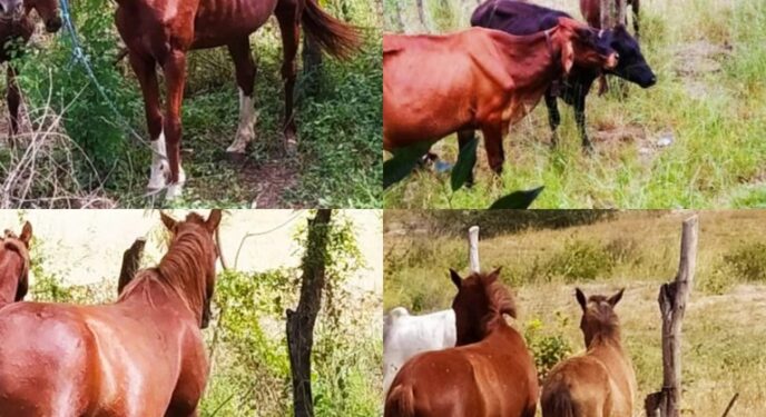 PRF e SMTT retiram animais soltos no perímetro urbano em cidade baiana