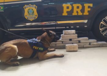 Cão da PRF ajuda na apreensão de 16 Kg de drogas em ônibus na Bahia