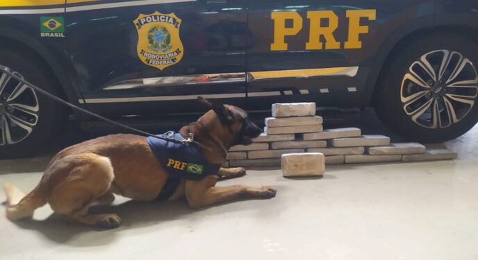 Cão da PRF ajuda na apreensão de 16 Kg de drogas em ônibus na Bahia
