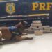 Cão da PRF ajuda na apreensão de 16 Kg de drogas em ônibus na Bahia