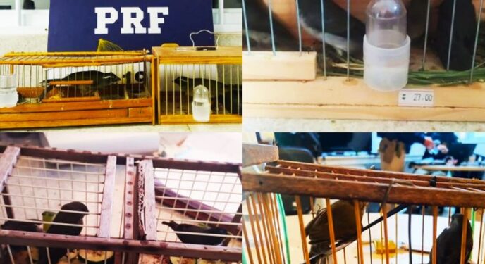 PRF resgata 16 pássaros transportados irregularmente em ônibus na Bahia