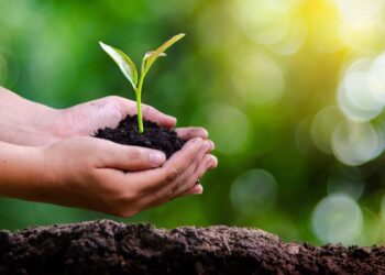 Justiça determina recuperação de vegetação em fazenda na Bahia a pedido do MP