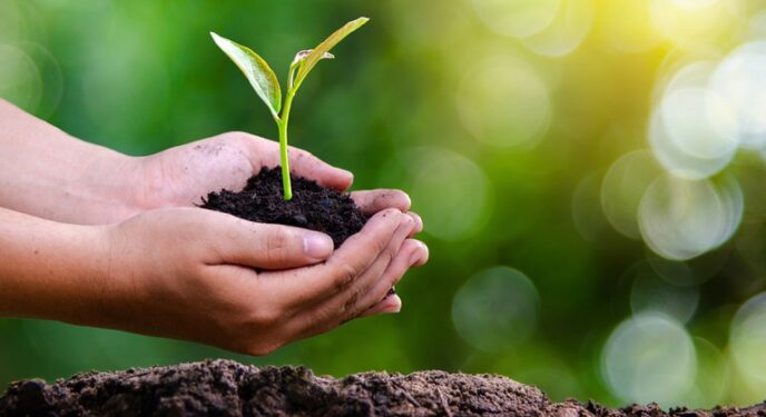 Justiça determina recuperação de vegetação em fazenda na Bahia a pedido do MP