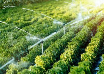 Justiça determina recuperação de vegetação em fazenda na Bahia a pedido do MP