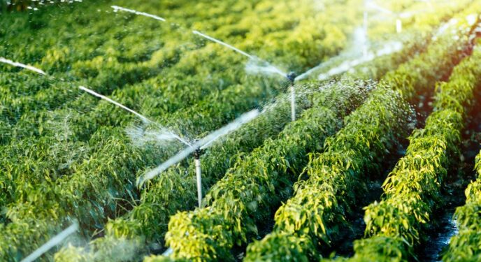 Justiça determina recuperação de vegetação em fazenda na Bahia a pedido do MP