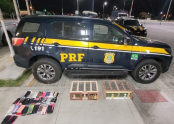 PRF resgata aproximadamente 300 aves no interior baiano