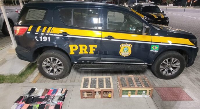 PRF resgata aproximadamente 300 aves no interior baiano