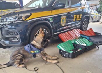 Cão da PRF encontra 50 Kg de maconha em bagageiro de ônibus na Bahia