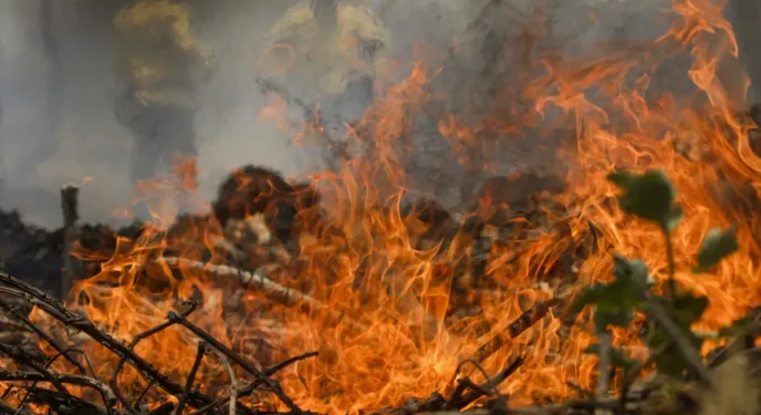Incêndio no Pantanal tem cenário de animais em fuga e muita ventania