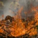 Incêndio no Pantanal tem cenário de animais em fuga e muita ventania