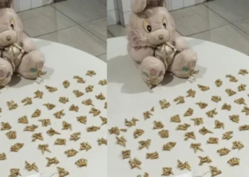 PM baiana encontra 260 pinos de cocaína dentro de bicho de pelúcia