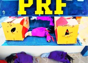 PRF resgata galos de rinha em situação de maus-tratos na Bahia