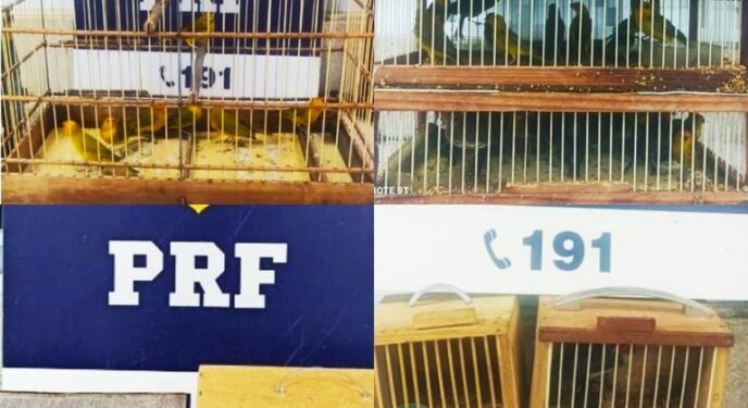 PRF resgata dezenas de pássaros em 4 ônibus na Bahia; alguns morreram
