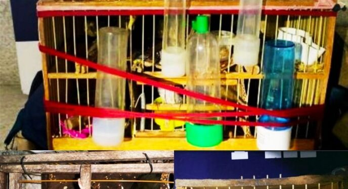 PRF detém três homens e resgata pássaros em ônibus na Bahia