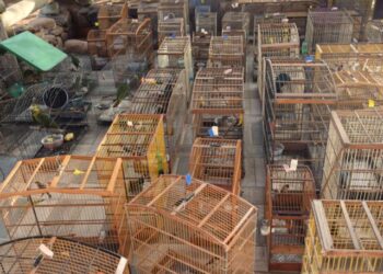 Operação resgata pássaros e répteis no interior baiano