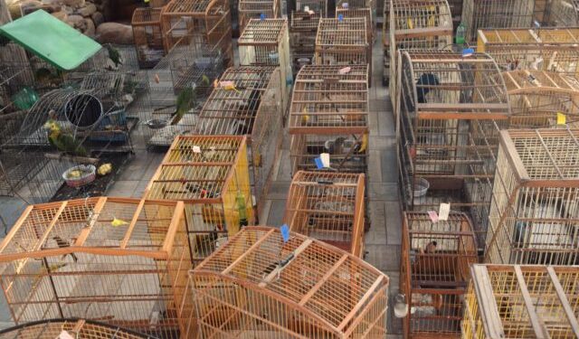 Operação resgata pássaros e répteis no interior baiano