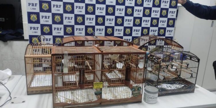 PRF resgata 52 aves silvestres em duas ocorrências na Bahia